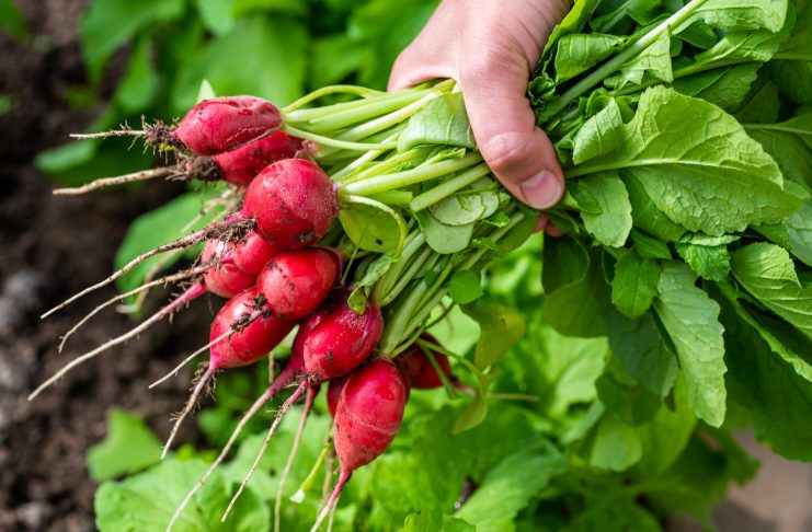Редис без пустот и дряблости — лучшие сорта для раннего посева