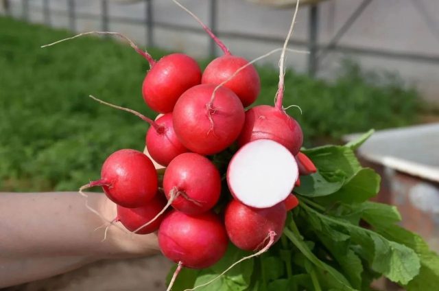 Редис «Глориет F1» стабильно формирует плотные, сочные корнеплоды даже при стрессах: перепадах температуры и неравномерном поливе. Практически не стрелкуется и даёт предсказуемый результат в разных условиях.