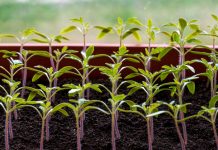 Почему рассада остановилась в росте и как ей помочь?