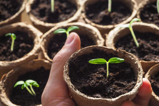 Первые семядоли — это предел возможностей крошечного семени. Когда внутренняя энергия эндосперма исчерпана, рост замирает. В этот критический момент растению жизненно необходим переход на качественное внешнее питание из почвы.