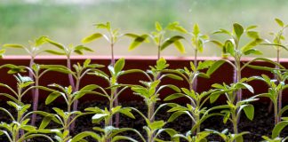 Почему рассада остановилась в росте и как ей помочь?