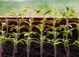 Почему рассада остановилась в росте и как ей помочь?