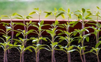 Почему рассада остановилась в росте и как ей помочь? Почему рассада остановилась в росте и как ей помочь?