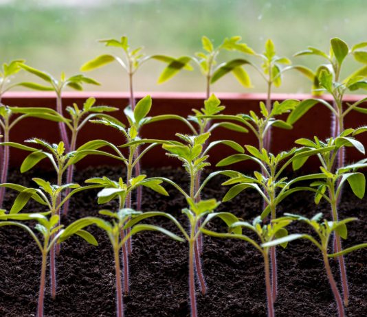 Почему рассада остановилась в росте и как ей помочь?