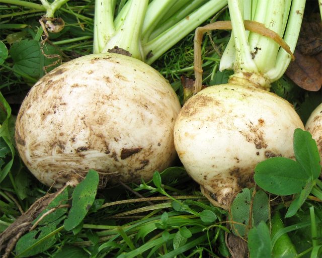 Скороспелый сорт с нежной белой мякотью и мягким вкусом без остроты. Идеален для свежих салатов, но менее подходит для термической обработки. Скороспелый сорт с нежной белой мякотью и мягким вкусом без остроты. Идеален для свежих салатов, но менее подходит для термической обработки.