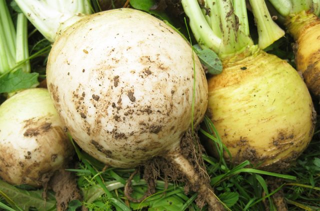 Проверенный временем сорт с жёлтыми, плотными и сладковатыми корнеплодами. Отличается хорошей лёжкостью и стабильным урожаем, подходит для зимнего хранения. Проверенный временем сорт с жёлтыми, плотными и сладковатыми корнеплодами. Отличается хорошей лёжкостью и стабильным урожаем, подходит для зимнего хранения.