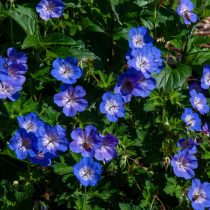 Герань садовая «Розанна» (Geranium 'Rozanne')