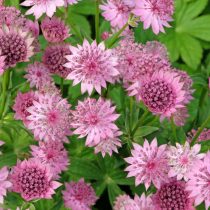 Астранция «Рома» (Astrantia 'Roma')