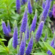 Вероника колосковая «Роял Кэндлз» (Veronica spicata 'Royal Candles')