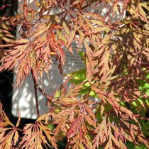 «Санго Каку» (Acer palmatum ‘Sango Kaku’)