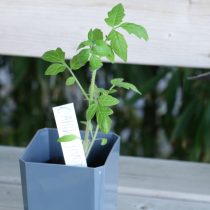 С рассадой у «Саньки Золотого» всё сразу пошло не так — слабая, тянулась и приживалась тяжело. В итоге пришлось пересевать уже прямо в грунт, чтобы хоть как-то спасти ситуацию. С рассадой у «Саньки Золотого» всё сразу пошло не так — слабая, тянулась и приживалась тяжело. В итоге пришлось пересевать уже прямо в грунт, чтобы хоть как-то спасти ситуацию.