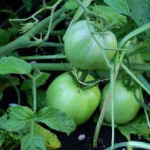 Завязи было немного — в кистях всего по паре плодов. На фоне обычного «Саньки», который уже отдавал урожай, этот заметно отставал и выглядел скромно. Завязи было немного — в кистях всего по паре плодов. На фоне обычного «Саньки», который уже отдавал урожай, этот заметно отставал и выглядел скромно.