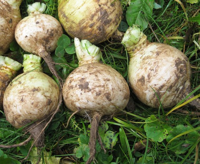 Мой урожай после сбора Мой урожай после сбора