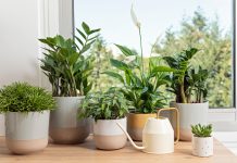 Ваши растения стоят не у того окна? Рассказываем как надо