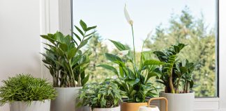 Ваши растения стоят не у того окна? Рассказываем как надо Ваши растения стоят не у того окна? Рассказываем как надо