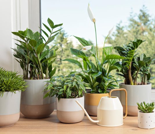 Ваши растения стоят не у того окна? Рассказываем как надо - Лучшее Ваши растения стоят не у того окна? Рассказываем как надо