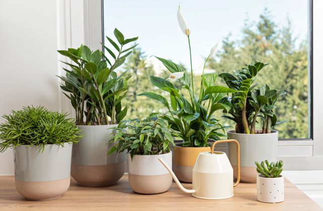 Ваши растения стоят не у того окна? Рассказываем как надо Ваши растения стоят не у того окна? Рассказываем как надо