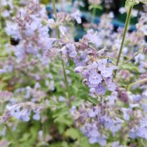 Котовник «Сикс Хиллс Джайнт» (Nepeta 'Six Hills Giant')