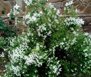 Чубушник «Зильберреген» (Philadelphus ‘Silberregen’)