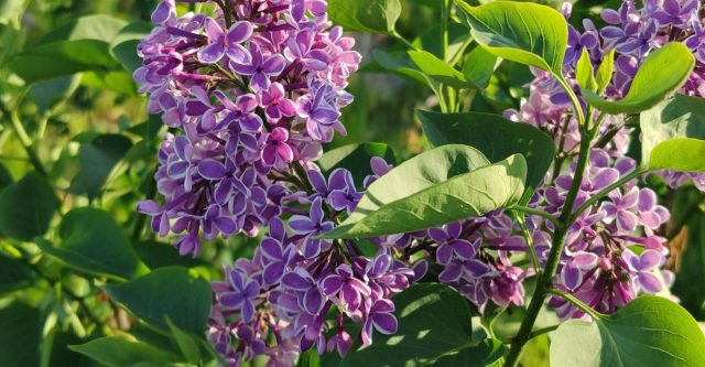 Сирень Сенсация