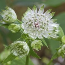 Астранция «Сноу Стар» (Astrantia 'Snow Star')