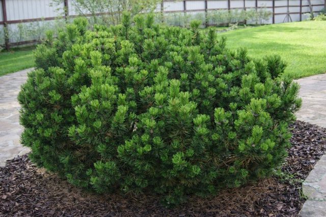 Одиночная крупная сосна на фоне зеленого газона — это готовая садовая картина. Весной её можно дополнить яркими крокусами или мускари, а летом окружить ковром из тимьяна, создав эффектный и неприхотливый акцент в центре участка.