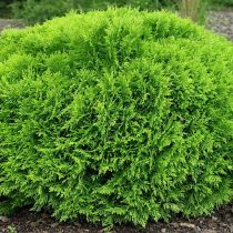 Туя «Даника» (Thuja occidentalis 'Danica')