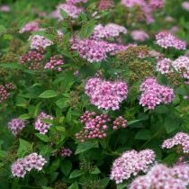 Спирея японская «Литтл Принцесс» (Spiraea japonica 'Little Princess')