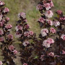 Пузыреплодник «Тайни Вайн» (Physocarpus opulifolius 'Tiny Wine')