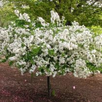 Яблоня Саржента (Malus sargentii)