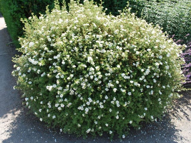 Лапчатка кустарниковая «Эбботсвуд» (Potentilla fruticosa 'Abbotswood')