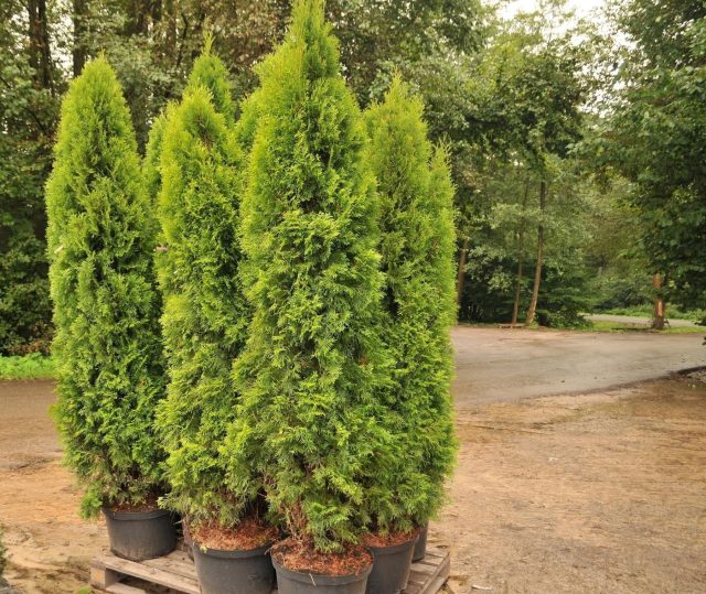 Туя западная «Смарагд» (Thuja occidentalis 'Smaragd')