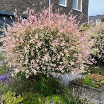 Ива «Хакуро-нишики» (Salix integra 'Hakuro-nishiki')