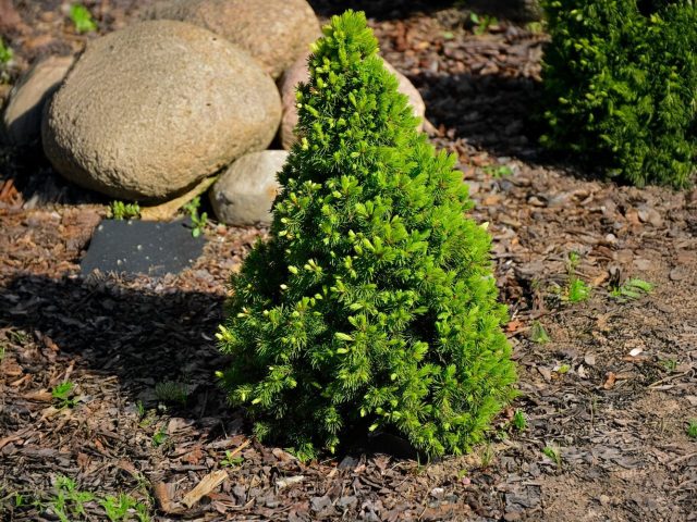 Канадская ель «Коника» (Picea glauca 'Conica')