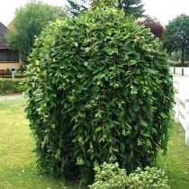 Ива козья «Килмарнок» (Salix caprea 'Kilmarnock')