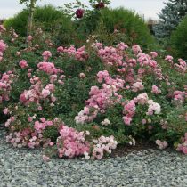 Роза «Зе Фейри» (Rosa 'The Fairy')