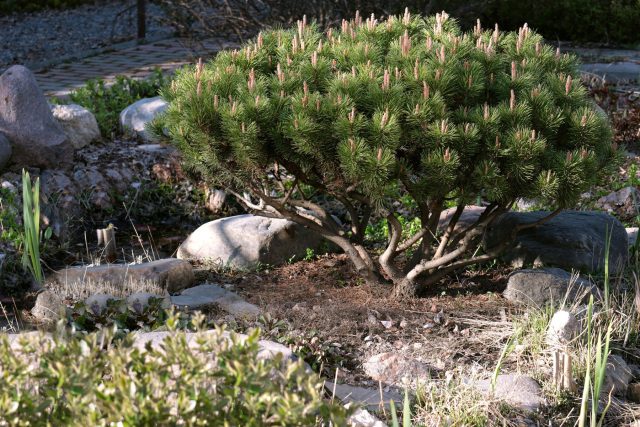 Горная сосна «Мопс» (Pinus mugo 'Mops')