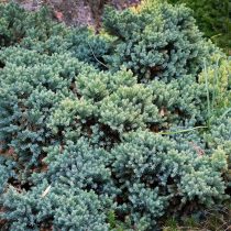 Можжевельник чешуйчатый «Блю Стар» (Juniperus squamata 'Blue Star')