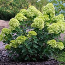 Метельчатая гортензия «Литтл Лайм» (Hydrangea paniculata 'Little Lime')