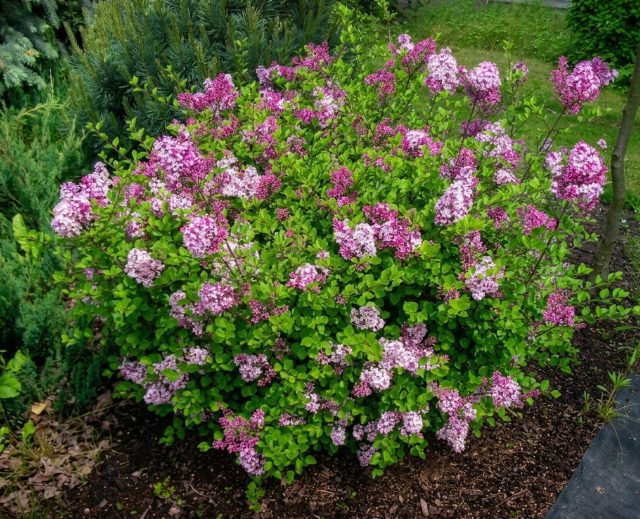 Карликовая сирень «Палибин» (Syringa meyeri 'Palibin')