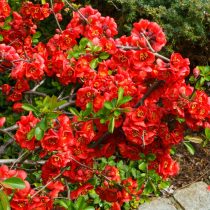 Айва японская (Chaenomeles japonica)