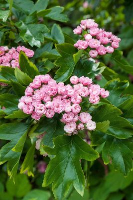 Боярышник морденский «Тоба» в начале цветения покрывается махровыми «розочками» белого оттенка. Куст выглядит лёгким и почти воздушным, напоминая цветущее облако с плотной, но нежной текстурой соцветий.