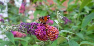 Знакомые растения, которые вас удивят: редкие сорта для сада Знакомые растения, которые вас удивят: редкие сорта для сада