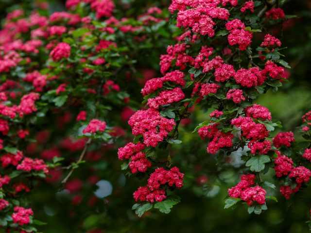 Боярышник средний «Рубра Плена» формирует густые махровые соцветия мягкого красного оттенка. Цветение менее контрастное, чем у ярких сортов, но создаёт плотный и выразительный декоративный объём.