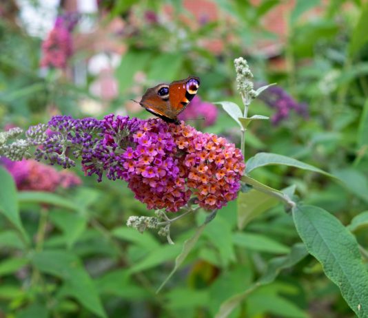 Знакомые растения, которые вас удивят: редкие сорта для сада - Цветник и ландшафт Знакомые растения, которые вас удивят: редкие сорта для сада