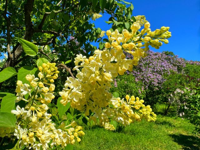 Сирень обыкновенная «Примроуз» — редкий сорт с мягко-жёлтыми соцветиями, которые по мере цветения светлеют почти до белого. Нежный оттенок требует спокойного окружения без ярких конкурирующих цветов.