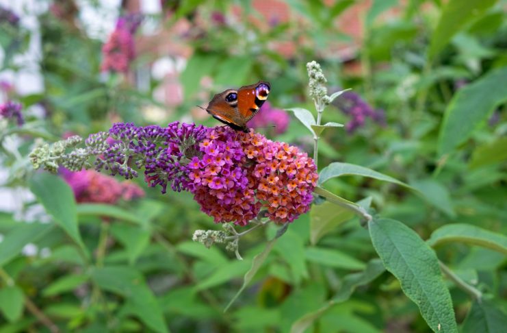 Знакомые растения, которые вас удивят: редкие сорта для сада Знакомые растения, которые вас удивят: редкие сорта для сада