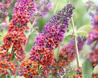«Флауэр Пауэр» (Buddleja davidii ‘Flower Power’)