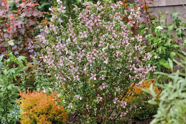 Чубушник «Петит Парфюм Пинк» — первый полноценный розовоцветковый сорт. Цветки с градиентом от насыщенного центра к более светлым краям выглядят необычно и сразу выбиваются из привычного «белого облака».