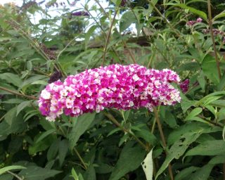 «Беррис энд Крим» (Buddleja davidii ‘Berries and Cream’)